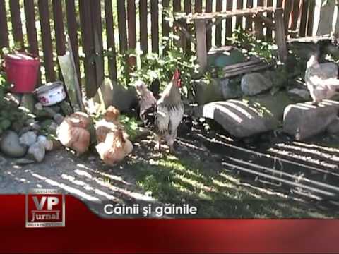 Câinii şi găinile