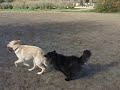 Kuma vs Daisy