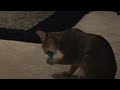 Chausie playing with chew toy