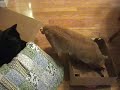 Cats sitting on whoopee cushions!