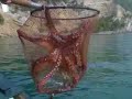 La pesca del polpo a Portovenere