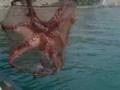 Guarda video