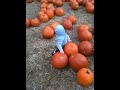 Beckett at the pumpkin patch