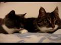 gatos parlantes