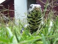 Chongo in tall grass