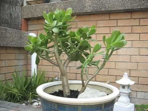 how to grow jade plant
