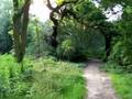 Hampsted Heath London Forest Park