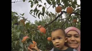 Di Ladang Epal
