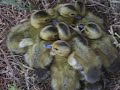 ducklings ducklings