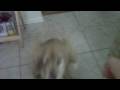 videos de dogs catching bread