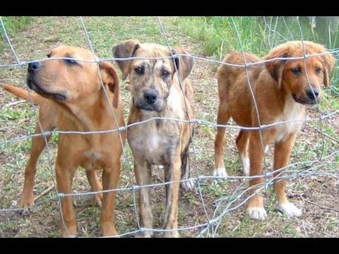 California Animal Abuse Registry?