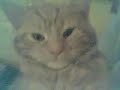 Cute Cat Sleeping -full version