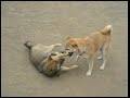柴犬動画