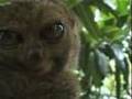 Dramatic Lemur - Actually a Tarsier!