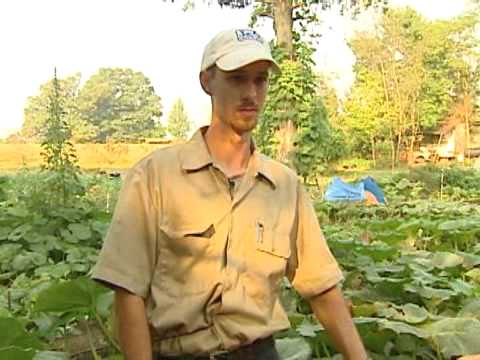how to grow a 1 000 lb pumpkin