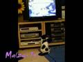 Lilly glotzt TV - cat watches TV