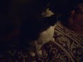 Cat Family Chronicles 17 - Cat Bathing, Kisses for Dessert
