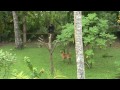 Watch 'Monkey family. Guesthouse Sea View. Unawatuna. Sri Lanka 5'