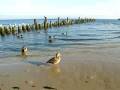 Vögel auf dem Strand auf  der Insel Usedom