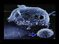 SIRA: New Views of Cancer Vaccine Development Vaccine Development