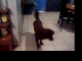 Tuarwen Bear Andy Charlie Gabriel and Cinnamon 2009