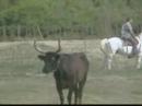 The Wild Camargue