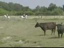 The Wild Camargue