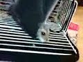 hamster in the pouch hamster in the pouch