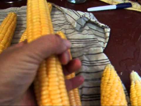 how to collect sweet corn seeds
