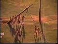 The Lost Cannibals of Cahokia
