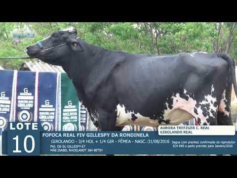 LOTE 10 - FOFOCA REAL FIV -