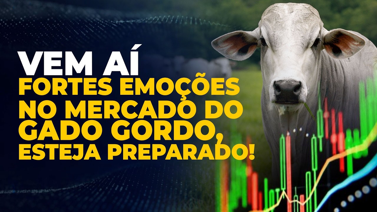 VEM AÍ FORTES EMOÇÕES NO MERCADO DO GADO GORDO, ESTEJA PREPARADO!