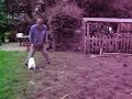 samoyed pups and the hosepipe