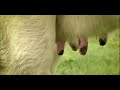 Enjoy Udder Milk