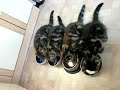 catmovie