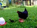 Chicken with Duckling 2