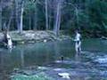 Cental PA Rising Trout