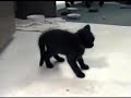 Funny kitten