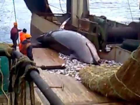 рыбацкий траулер видео рыбацкий траулер видео