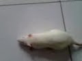 ???????{cerebral infarction rat}