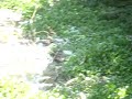 Contaminación explicita del río Reconquista