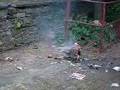 videos de Der 