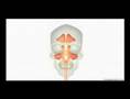 Sinusitis Pathology (Para-nasal Sinus Anatomy)