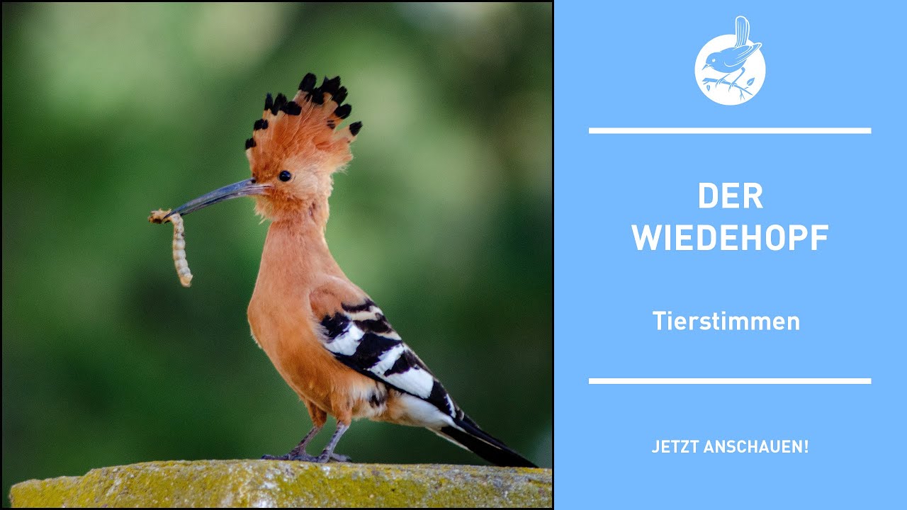 Vogelstimmen: Der Wiedehopf - Hoopoe - Upupa epops (4k)