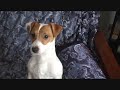 Kaiser the Dog Plus the Harmonica