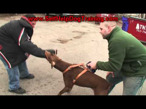 Doberman Pincer