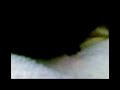 gunea pigs 2 gunea pigs 2