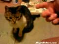 gatito-actor