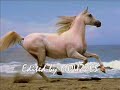 MOUZZES- MA wa3dtek.Wael Kfoury MOUZZES- MA wa3dtek.Wael Kfoury