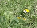 Koolwitje (white) op paardenbloem Koolwitje (white) op paardenbloem